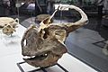 Protoceratops hellenikorhinus holotype skull