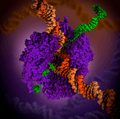 RNA Polymerase