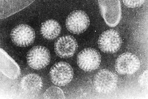 Rotavirus 2