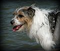 Rough Coated Jack Russell Terrier