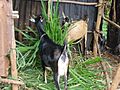 Rwandan farm cooperative goats