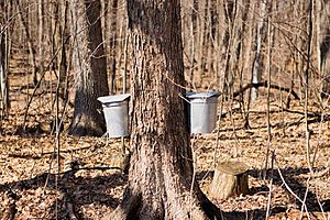 Sap buckets on maple trees