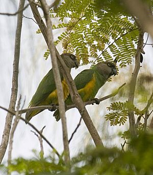Senegal-parrot-montage-2