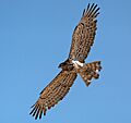 Short Toed Snake Eagle by Irvin Calicut IRV3859