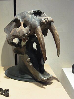 SkullSaberToothCatGDL