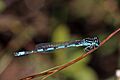 Southern damselfly (Coenagrion mercuriale) male Crockford Stream 2