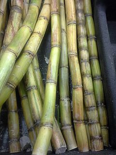 Sugar Cane closeup