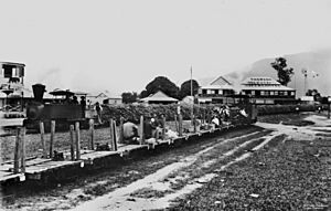 Sugar cane tram travelling through Mossman, Queensland, 1900