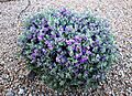 Texas Sage