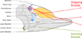 Toothed whale sound production