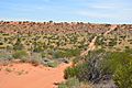 Travelling the French Line in the Simpson Desert Regional Reserve
