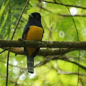 Trogon violaceus 3.jpg