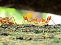 Two weaver ants