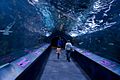 Underwater glass tunnel