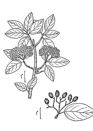 Viburnum prunifolium illustration 001