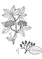 Viburnum prunifolium illustration 001