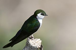 Violet-green-swallow
