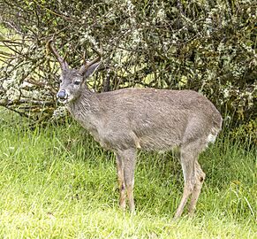 White-tailed deer (Odocoileus virginianus goudotii) male Chingaza