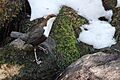 White-throated Dipper from Tawang river, near Jung, Arunachal Pradesh India 26032019