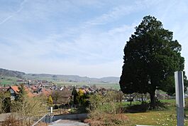 Wil ZH (rigardo de la preghejo al Wil kaj Rafz) 175.JPG
