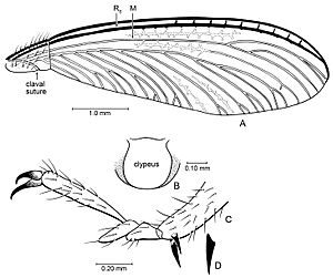 ZooKeys-148-105-g003 Parastylotermes krishnai