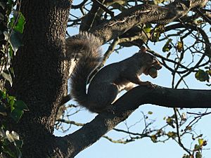 Acorn in squirrel's mouth - geograph.org.uk - 558855