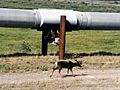 Alaska Pipeline and caribou