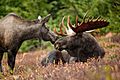 Alaskan moose pair (6862339335)