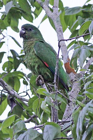 Amazona agilis -Cockpit Country, Jamaica-8 (1).jpg