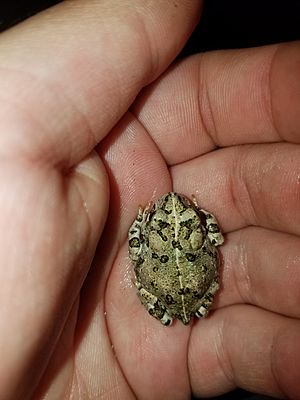American toad subadult