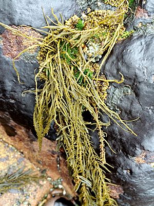 Analipus japonicus, sea fir, Cambria.jpg