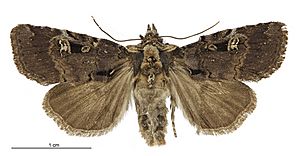 Andesia s.l. pessota female.jpg