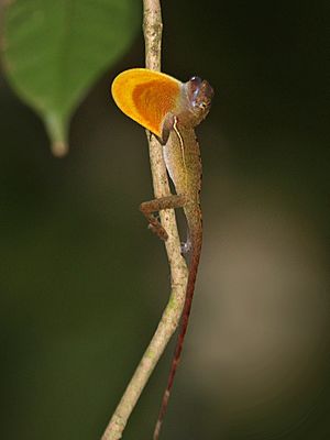 Anolis osa.jpg