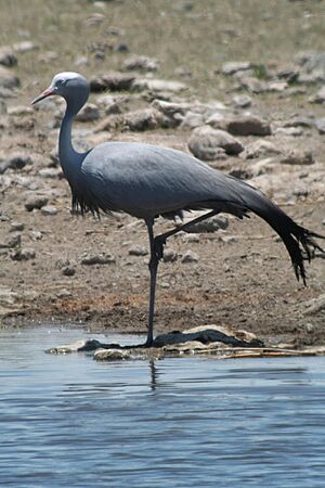 Anthropoides paradiseus -Etosha National Park, Namibia-8