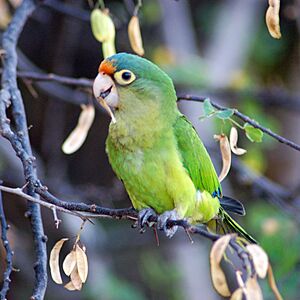 Aratinga canicularis -Costa Rica-8-2c