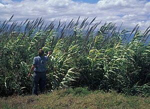Arundo.donax2web