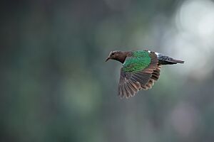 Asian Emerald Dove