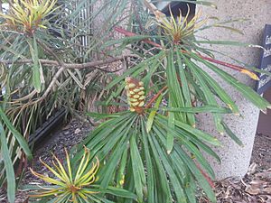 Banksia aquilonia RBG2