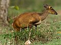 Barkingdeer by N A Nazeer