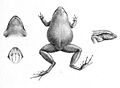 Barygenys atra 1896