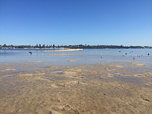 Birdlife at Point Walter