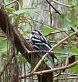 Black-and-white Warbler (Mniotilta varia), in Corkscrew Swamp Sanctuary