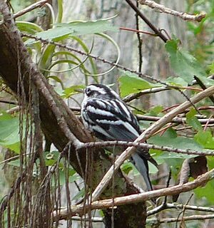 Black-and-white Warbler (Mniotilta varia), in Corkscrew Swamp Sanctuary