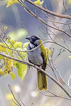 Black-headed saltator (Saltator atriceps) Copan
