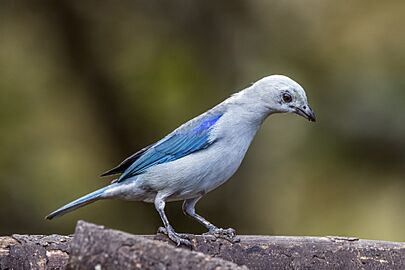 Blue-grey tanager (Thraupis episcopus quaesita) Las Tangaras
