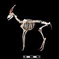 Bongo skeleton at MAV-USP