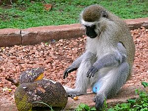 Budgett's Tantalus Monkey (Chlorocebus tantalus budgetti) male eating jackfruit (17542356113)
