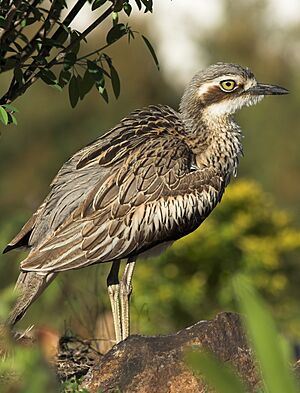 Bush Stone-curlew