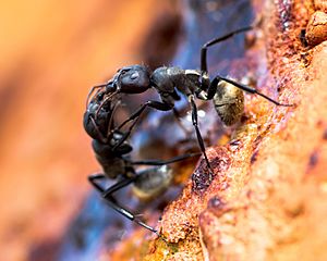 Camponotus sericeus Senegal