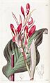 Canna indica (C. discolor) Edwards's Bot. Reg. 15. 1231. 1829